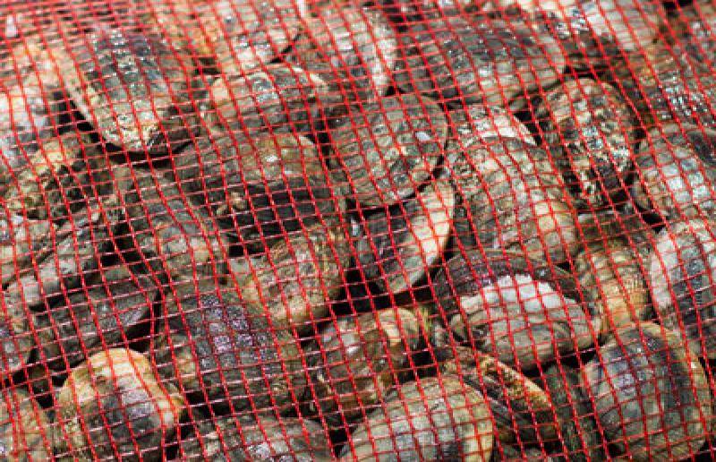 ETS A. MONDIET - Fabrication et vente de poches à coquillages Bassin d'Arcachon