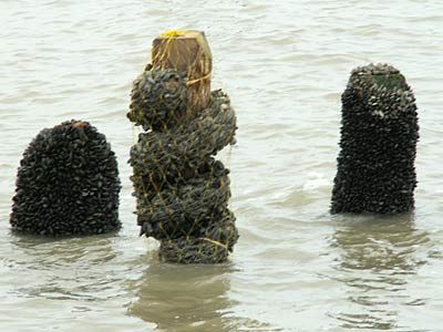 Filet de pêche pour coquillage 