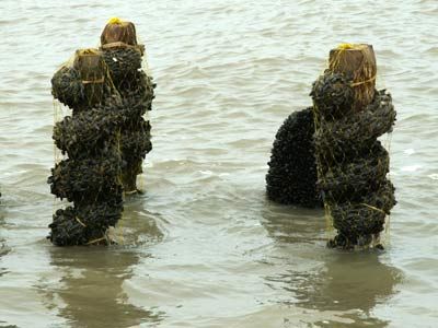 Filet de pêche pour coquillage 