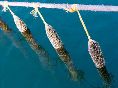 Filets de pêche pour coquillage Gironde