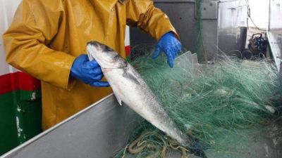 nappes pour filets droits de pêche